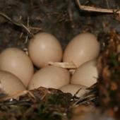 Blue duck. Eggs in nest. Fyfe River. Image &copy; Kate Steffens by Kate Steffens