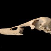 Chatham Island duck. Skull, lateral. Te Papa S.029475. Maunganui Beach, east of Washout Creek, Chatham Island. Image &copy; Te Papa