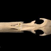 Chatham Island duck. Skull, dorsal. Te Papa S.029475. Maunganui Beach, east of Washout Creek, Chatham Island. Image &copy; Te Papa