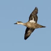 Grey teal | Tētē-moroiti. Adult bird in flight showing underwing pattern. Ashley estuary, Canterbury, May 2016. Image &copy; Mike Ashbee by Mike Ashbee Courtesy of&nbsp;http://www.mikeashbeephotography.com