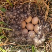 Grey teal | Tētē-moroiti. Nest with seven eggs. Upper Selwyn River, Canterbury, October 2023. Image &copy; Peter Langlands by Peter Langlands