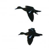 Grey teal | Tētē-moroiti. Dorsal view of adults in flight. Wanganui, October 2009. Image &copy; Ormond Torr by Ormond Torr