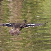 Grey teal | Tētē-moroiti. Adult captive bird in flight. Hamilton Zoo, August 2013. Image &copy; Raewyn Adams by Raewyn Adams