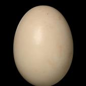 Grey teal | Tētē-moroiti. Egg 48.9 x 36.1 mm (NMNZ OR.007433, collected by Charles Fleming). Carterton, Wairarapa, October 1950. Image &copy; Te Papa by Jean-Claude Stahl