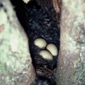 Grey teal | Tētē-moroiti. Eggs . Lake Whangape, October 1980. Image &copy; Department of Conservation ( image ref: 10029837 )  by John Kendrick Department of Conservation  Courtesy of Department of Conservation