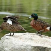 Chestnut teal. Pair of adults on a rock. Sydney,  New South Wales,  Australia, December 2012. Image &copy; Duncan Watson by Duncan Watson