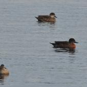 Chestnut teal. Adult (centre) with grey teal. Mangere, May 2010. Image &copy; Suzi Phillips by Suzi Phillips