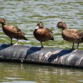 Brown teal. Three adults roosting. Ngunguru wastewater treatment plant, December 2016. Image &copy; Scott Brooks (ourspot) by Scott Brooks