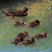 Brown teal. Adult female with six ducklings. Ngunguru, October 2021. Image &copy; © Scott Brooks (ourspot) by Scott Brooks