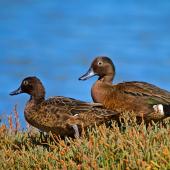 Brown teal. Adult pair, female on left. Tawharanui Regional Park, April 2015. Image &copy; Les Feasey by Les Feasey