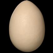 Brown teal. Egg 64.8 x 45.1 mm (NMNZ OR.012415, collected by Colin Roderick). Mt Bruce Wildlife Reserve, May 1966. Image &copy; Te Papa by Jean-Claude Stahl