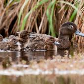 Brown teal. Female with 5 ducklings . Man made pond at Ngunguru, Northland, October 2014. Image &copy; Malcolm Pullman by Malcolm Pullman www.pullmanphotography.co.nz