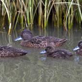 Brown teal. Adult pair and 2 juveniles. Woolleys Bay, Northland, December 2014. Image &copy; Malcolm Pullman by Malcolm Pullman www.pullmanphotography.co.nz