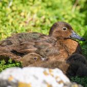 Auckland Island teal. Adult female and ducklings. Enderby Island,  Auckland Islands, January 2018. Image &copy; Mark Lethlean by Mark Lethlean