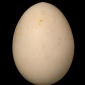 Auckland Island teal. Egg 61.4 x 45.8 mm (NMNZ OR.025368, collected by Department of Conservation). Mt Bruce Wildlife Reserve, October 1997. Image &copy; Te Papa by Jean-Claude Stahl