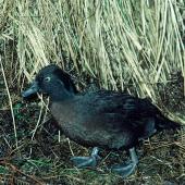 Campbell Island teal. Adult male at night. Mount Bruce Wildlife Centre, August 1984. Image &copy; Department of Conservation ( image ref: 10033299 ) by Rod Morris Department of Conservation  Courtesy of Department of Conservation