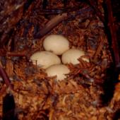 Campbell Island teal. Four eggs in nest. Codfish Island, January 2004. Image &copy; Ingrid Hutzler by Ingrid Hutzler