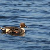 Northern pintail. Adult male in breeding plumage, swimming. Parc du Marquenterre, France, March 2016. Image &copy; Cyril Vathelet by Cyril Vathelet
