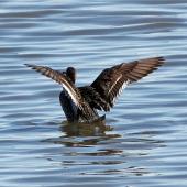 Northern pintail. Adult female showing wing pattern. Pleasure Bay, Invercargill, October 2021. Image &copy; Duncan Watson by Duncan Watson
