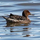 Northern pintail. Adult female on water. Pleasure Bay, Invercargill, October 2021. Image &copy; Duncan Watson by Duncan Watson