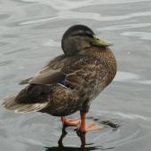 Mallard. Adult male in non-breeding plumage. Lake Rotoroa, Hamilton, January 2012. Image &copy; Alan Tennyson by Alan Tennyson