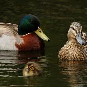 Mallard. Male, female and duckling. Wanganui, September 2010. Image &copy; Ormond Torr by Ormond Torr