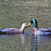 Mallard | Rakiraki. Head-bobbing courtship display. Male on right. Tauranga, May 2012. Image &copy; Raewyn Adams by Raewyn Adams