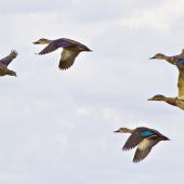 Mallard | Rakiraki. Flock in flight - drake at right with mallard/grey hybrids. Matata, March 2011. Image &copy; Raewyn Adams by Raewyn Adams