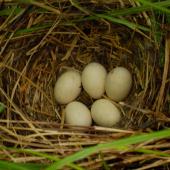 Mallard | Rakiraki. Nest with 5 eggs. Wellington, December 2008. Image &copy; Peter Reese by Peter Reese