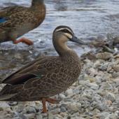 Grey duck | Pārera. Adult. Lake Rotoiti, Nelson Lakes, March 2014. Image &copy; Amber Calman by Amber Calman