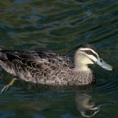 Grey duck. Adult (the green bill is unusual and may indicate a mallard hybrid). Melbourne, Victoria, July 1997. Image &copy; Alan Tennyson by Alan Tennyson