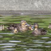 Grey duck | Pārera. Adults with ducklings. Ngunguru wastewater treatment plant, Northland, October 2017. Image &copy; Scott Brooks (ourspot) by Scott Brooks