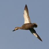 Grey duck. Ventral view of adult in flight. Wanganui, October 2009. Image &copy; Ormond Torr by Ormond Torr