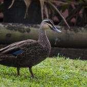 Grey duck | Pārera. Adult. Tweed Heads, Queensland, January 2018. Image &copy; Oscar Thomas by Oscar Thomas