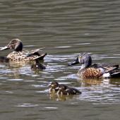 Australasian shoveler. Pair with 7 ducklings. Nelson sewage ponds, October 2015. Image &copy; Rebecca Bowater by Rebecca Bowater FPSNZ AFIAP www.floraandfauna.co.nz