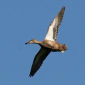 Australasian shoveler. Ventral view of adult female in flight. Wanganui, October 2007. Image &copy; Ormond Torr by Ormond Torr