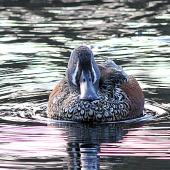 Australasian shoveler. Adult male frontal view. Wanganui, July 2014. Image &copy; Ormond Torr by Ormond Torr