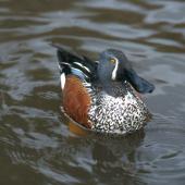 Australasian shoveler. Front view of adult male in breeding plumage. Lake Rotoroa, September 2001. Image &copy; Terry Greene by Terry Greene