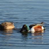 Northern shoveler. Breeding pair swimming and feeding. Parc du Marquenterre, France, March 2016. Image &copy; Cyril Vathelet by Cyril Vathelet