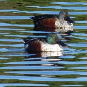 Northern shoveler. Adult male (front) with with a male Australasian shoveler. Bromley oxidation ponds, Christchurch, May 2019. Image &copy; Janet Burton by Janet Burton