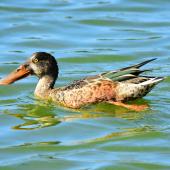 Northern shoveler. Non-breeding male. Parc du Marquenterre, France, August 2016. Image &copy; Cyril Vathelet by Cyril Vathelet