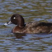 Australian white-eyed duck. Adult male. Kaiapoi, Christchurch, April 2012. Image &copy; Peter Langlands by Peter Langlands