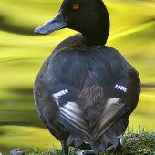 New Zealand scaup | Pāpango. Rear view of adult male showing plumage colouring. Wanganui, January 2006. Image &copy; Ormond Torr by Ormond Torr