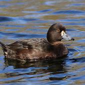 New Zealand scaup. Adult female. Wanganui, August 2012. Image &copy; Ormond Torr by Ormond Torr