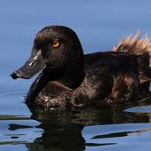 New Zealand scaup. Male showing tail feathers. Wanganui, December 2010. Image &copy; Ormond Torr by Ormond Torr