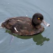 New Zealand scaup | Pāpango. Adult male swimming. Christchurch. Image &copy; James Mortimer by James Mortimer