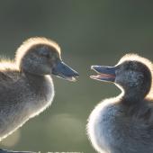 New Zealand scaup. Ducklings. Western Springs,  Auckland, January 2021. Image &copy; Athena Rhodes by Athena Rhodes