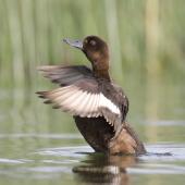 New Zealand scaup. Female flapping, showing wingbar. Lake Tarawera, December 2010. Image &copy; Phil Battley by Phil Battley