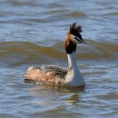 Australasian crested grebe. Adult. Lake Elterwater, September 2018. Image &copy; Duncan Watson by Duncan Watson