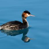 Australasian crested grebe. Adult. Ohau Canal, Twizel, May 2015. Image &copy; Shellie Evans by Shellie Evans www.tikitouringnz.blogspot.co.nz&nbsp;